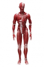Original Character Figma Actionfigur Human Anatomical Model 15 cm