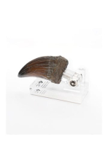 Jurassic Park Statue T-Rex Hand Claw 13 cm Limitiert auf 300 Stück!