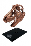 Jurassic Park Mini Replik T-Rex Skull 10 cm