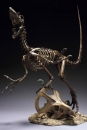 Master Fossil Skeleton Model Series PVC Statue Velociraptor 41 c